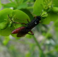 Ichneumon sp-2