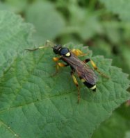 Ichneumon sp-3