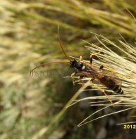 Ichneumon sp-5