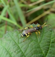 Ichneumon sp-4