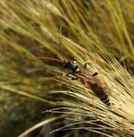 Ichneumon sp-6