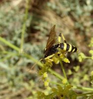 Ichneumon sp-8