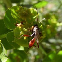 Ichneumon tuberculipes-1
