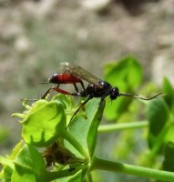 Ichneumon tuberculipes-3