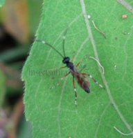 Ichneumonidae