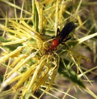 Ichneumonidae-2
