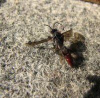 Ichneumonidae-5