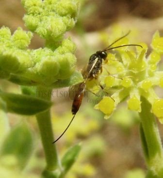 Anomaloninae sp-3