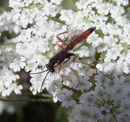 Apechthis sp