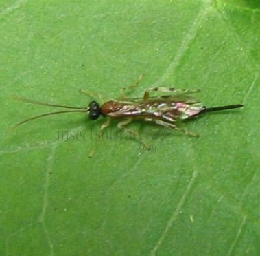 Agrothereuthus sp