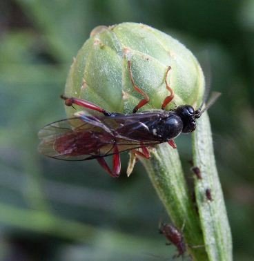 Anisobas sp-2