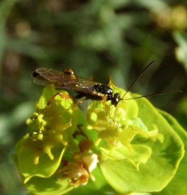 Anomaloninae sp-1