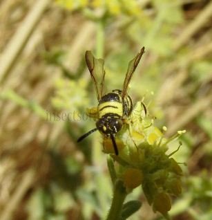Leucospis dorsigera -1