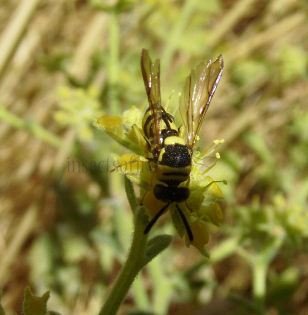 Leucospis dorsigera -2