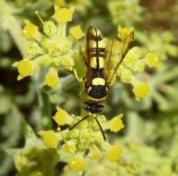 Leucospis dorsigera -4