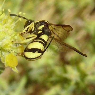 Leucospis dorsigera -5