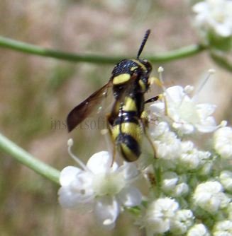 Leucospis dorsigera -6