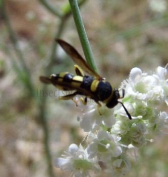 Leucospis sp-1