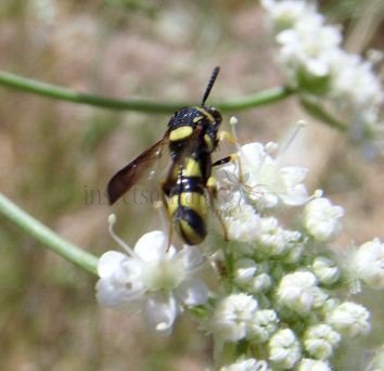 Leucospis sp-2