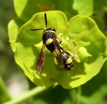 Leucospis sp-3