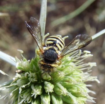 Anthidiellum notatum -1