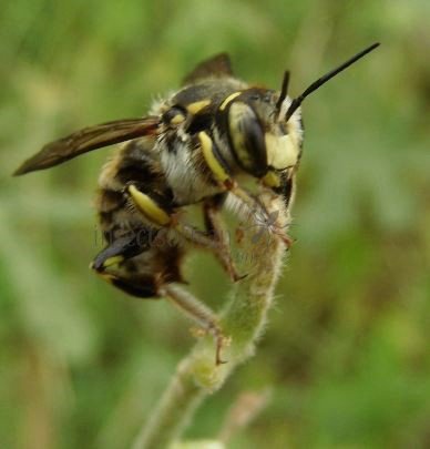 Anthidium florentinum-8
