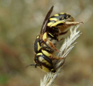 Anthidium florentinum-11