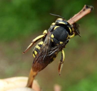 Anthidium florentinum-12