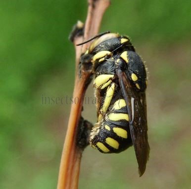 Anthidium florentinum-13