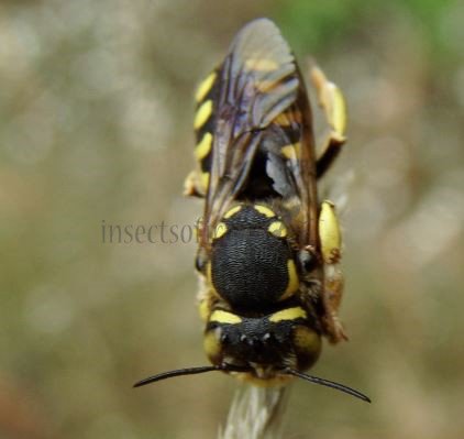 Anthidium florentinum-14