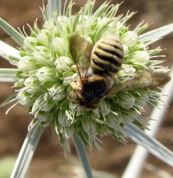 Anthidium oblongatum-1