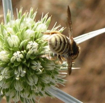 Anthidium oblongatum-2