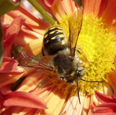 Anthidium septemspinosum-1