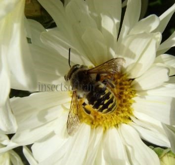 Anthidium septemspinosum-2