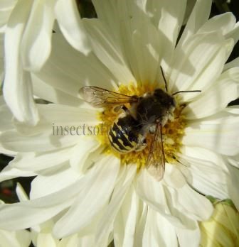 Anthidium septemspinosum-3