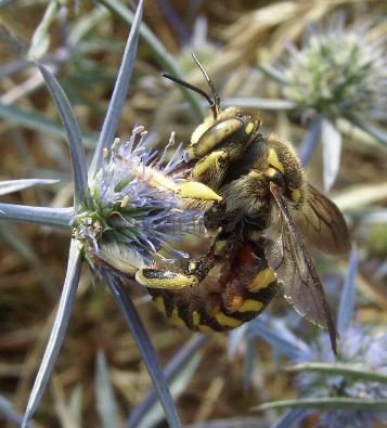 Anthidium florentinum-1