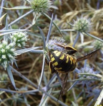 Anthidium florentinum-2