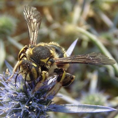Anthidium florentinum-4
