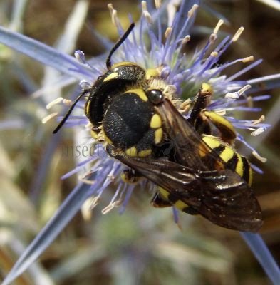 Anthidium florentinum-6