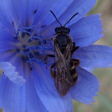 Macropis europaea -1