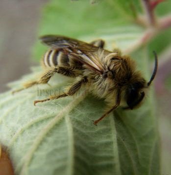 Dasypoda cingulata