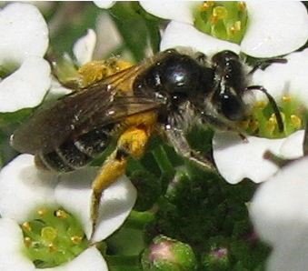 Dasypoda hiritpes .