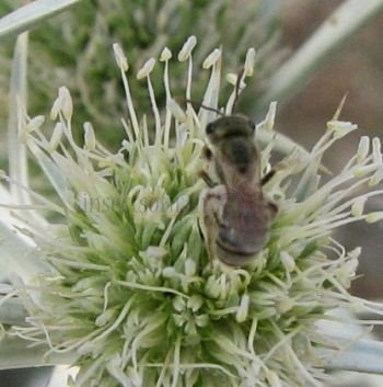 Dasypoda sp-1