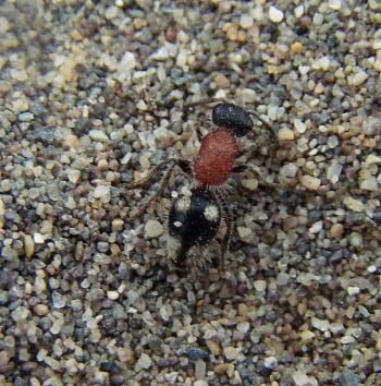 Mutillidae-1