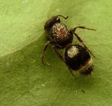 Mutillidae-2
