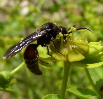 Mutillidae-3