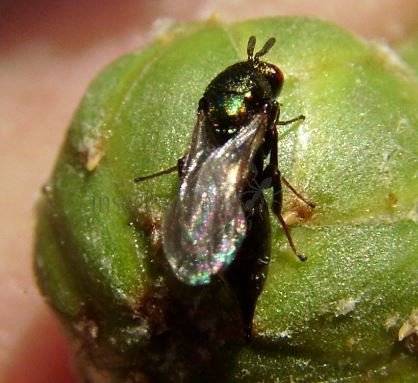 Ormyrus orientalis  -6
