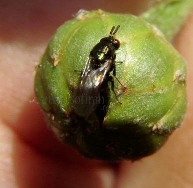 Ormyrus orientalis  -8