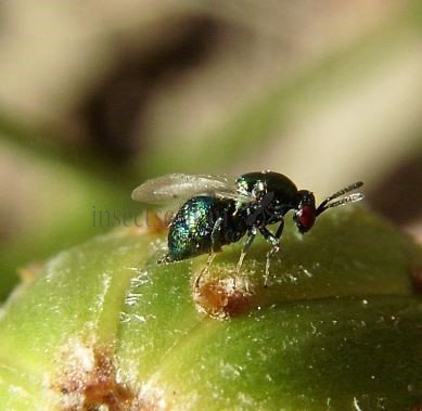 Ormyrus venustus -6