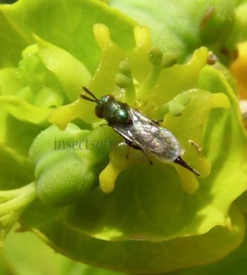 Ormyrus  sp -4